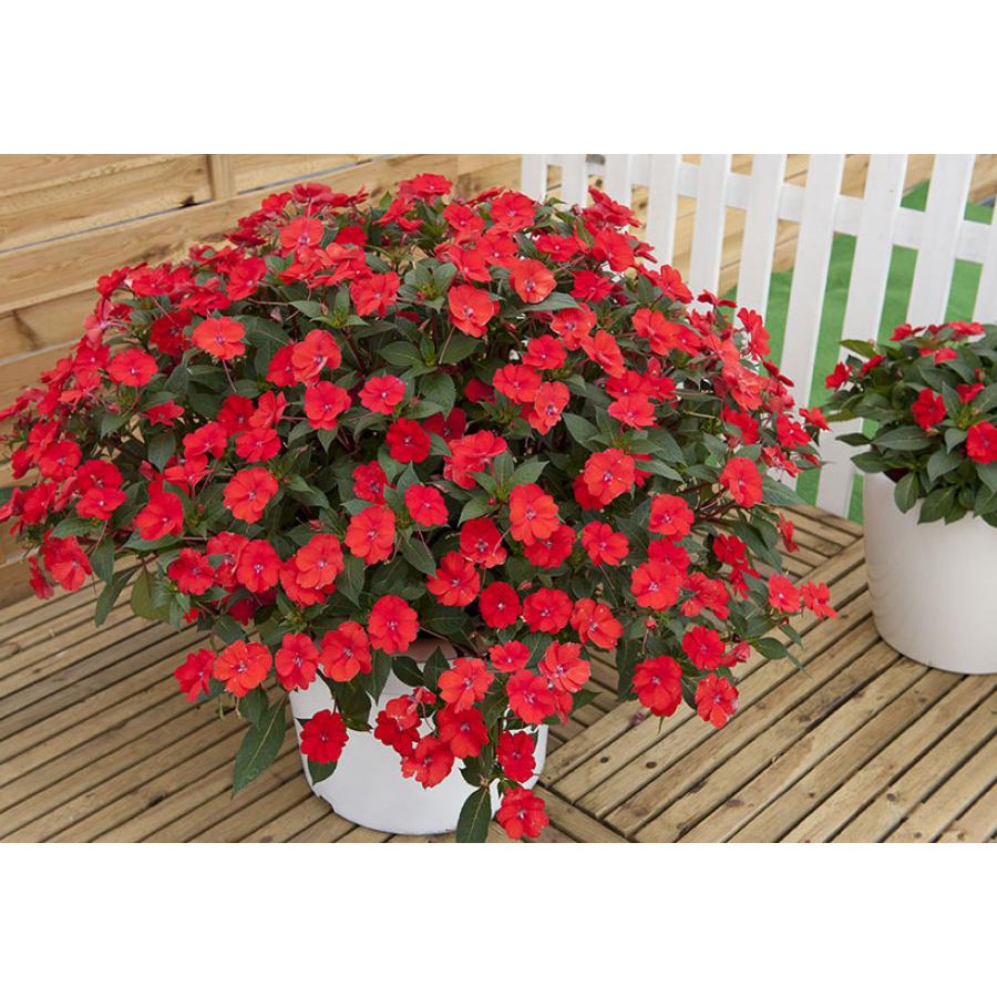 Hạt Giống Hoa Mai Địa Thảo Đỏ 10H