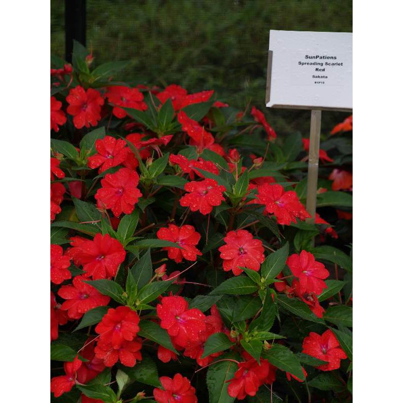 Hạt Giống Hoa Mai Địa Thảo Đỏ 10H