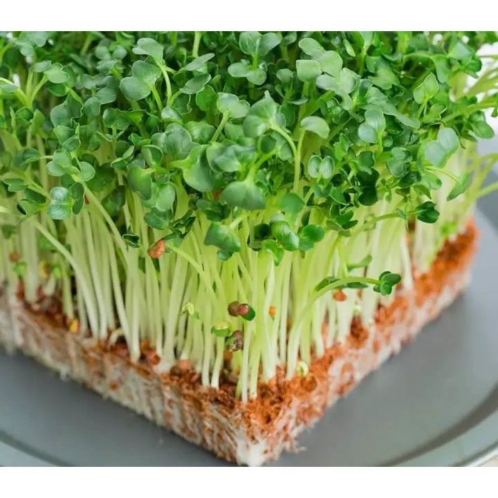 Hạt Giống Cải Mầm New Zealand