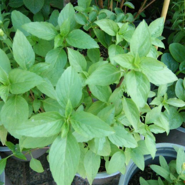 Hạt Giống Rau Quế 5G