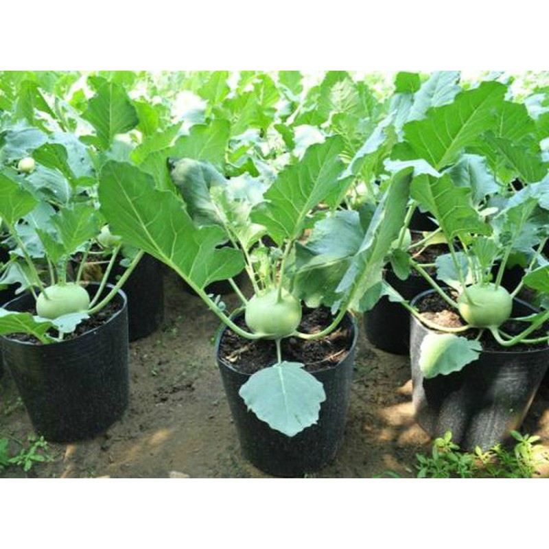 Hạt Giống Rau Tần Ô (Cúc Tẻ, Cúc Nếp)