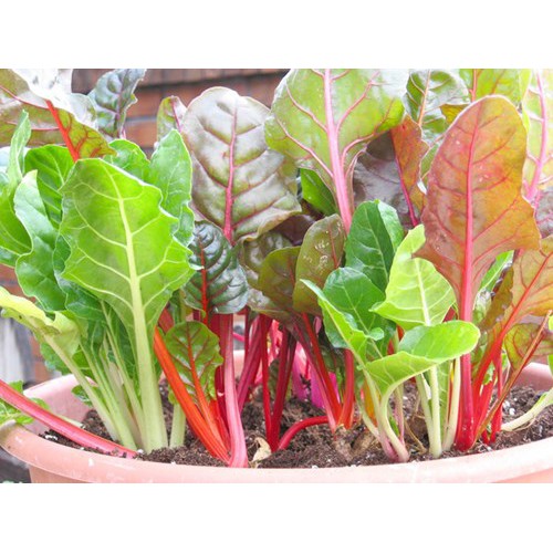 Hạt Giống Cải Cầu Vồng 10G