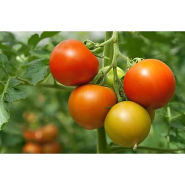 Hạt Giống Cà Chua F1 Tigon 100Mg