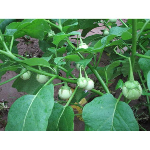 Hạt Giống Cà Pháo Trắng Cao Sản 500Mg