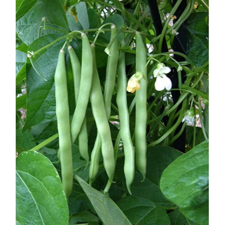 Hạt Giống Đậu Cove Trắng Leo 10G