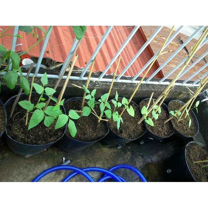 Hạt Giống Đậu Cove Trắng Leo 10G