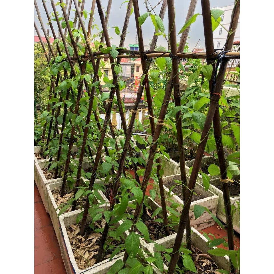 Hạt Giống Đậu Cove Trắng Leo 10G