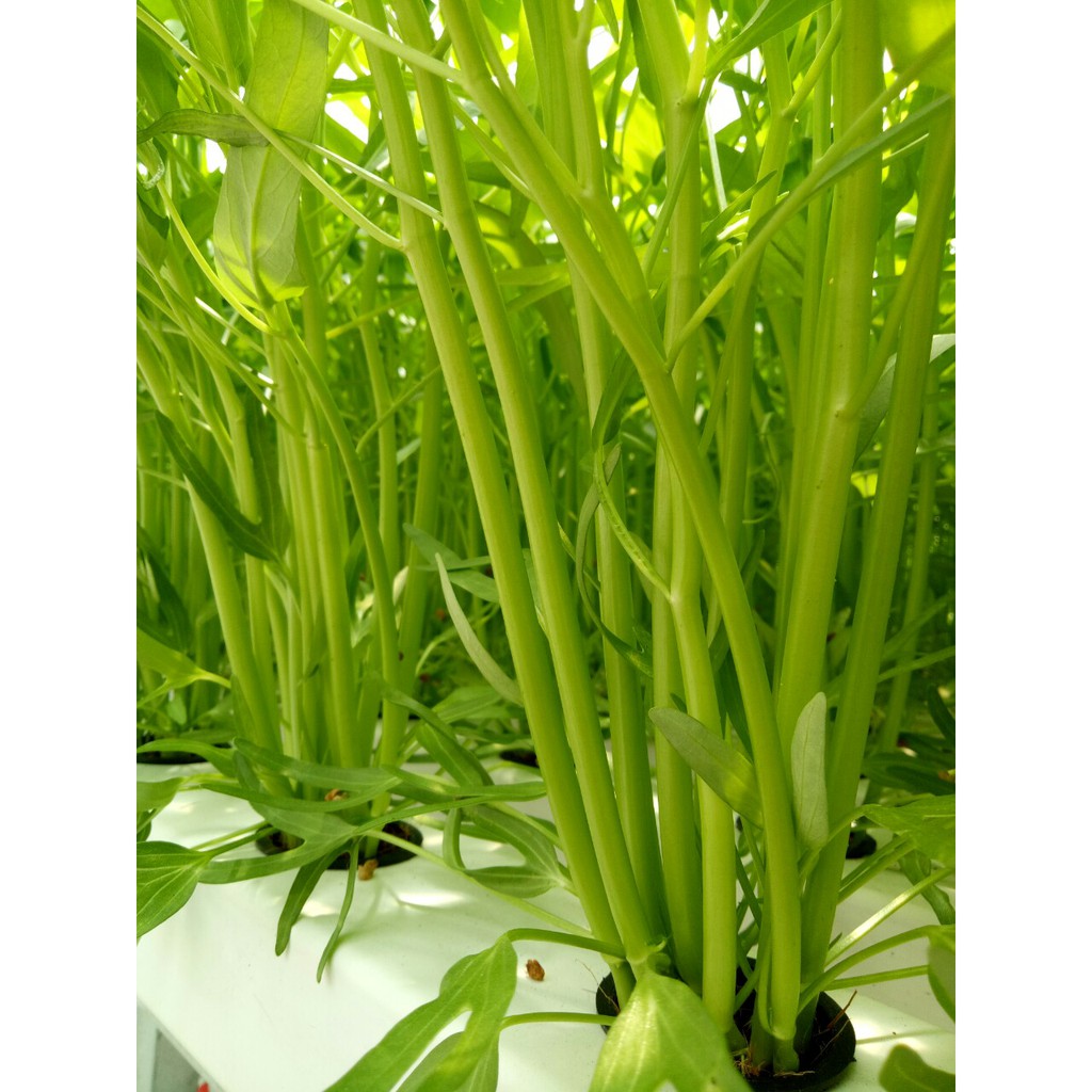 Hạt Giống Rau Muống Cao Sản