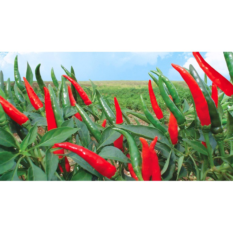 Hạt Giống Ớt Chỉ Thiên F1 (Ớt Hiểm Đỏ) 100Mg