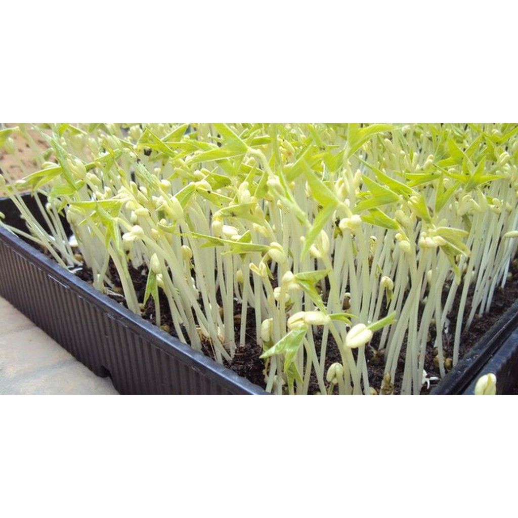 Hạt Giống Rau Mầm Thảo Dược 20G