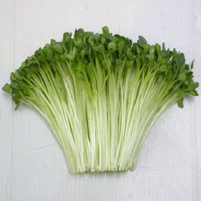 Hạt Giống Rau Mầm Thảo Dược 20G