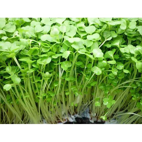 Hạt Giống Rau Mầm Thảo Dược 20G