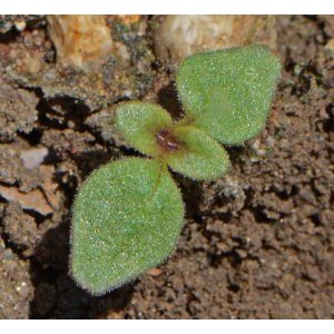 Hạt Giống Hoa Mõm Sói Mix 500Mg