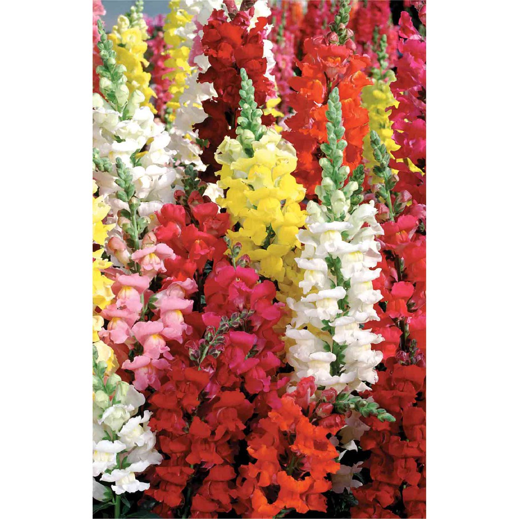 Hạt Giống Hoa Mõm Sói Mix 500Mg