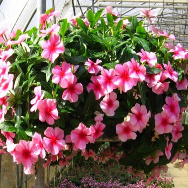 Hạt Giống Hoa Dừa Cạn Rũ Hồng 10H