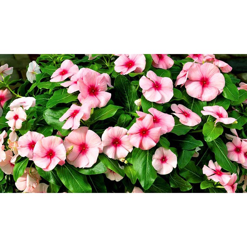 Dung Dịch Thủy Canh Cây Cảnh Hydro Umat L (Gồm 1 Chai)