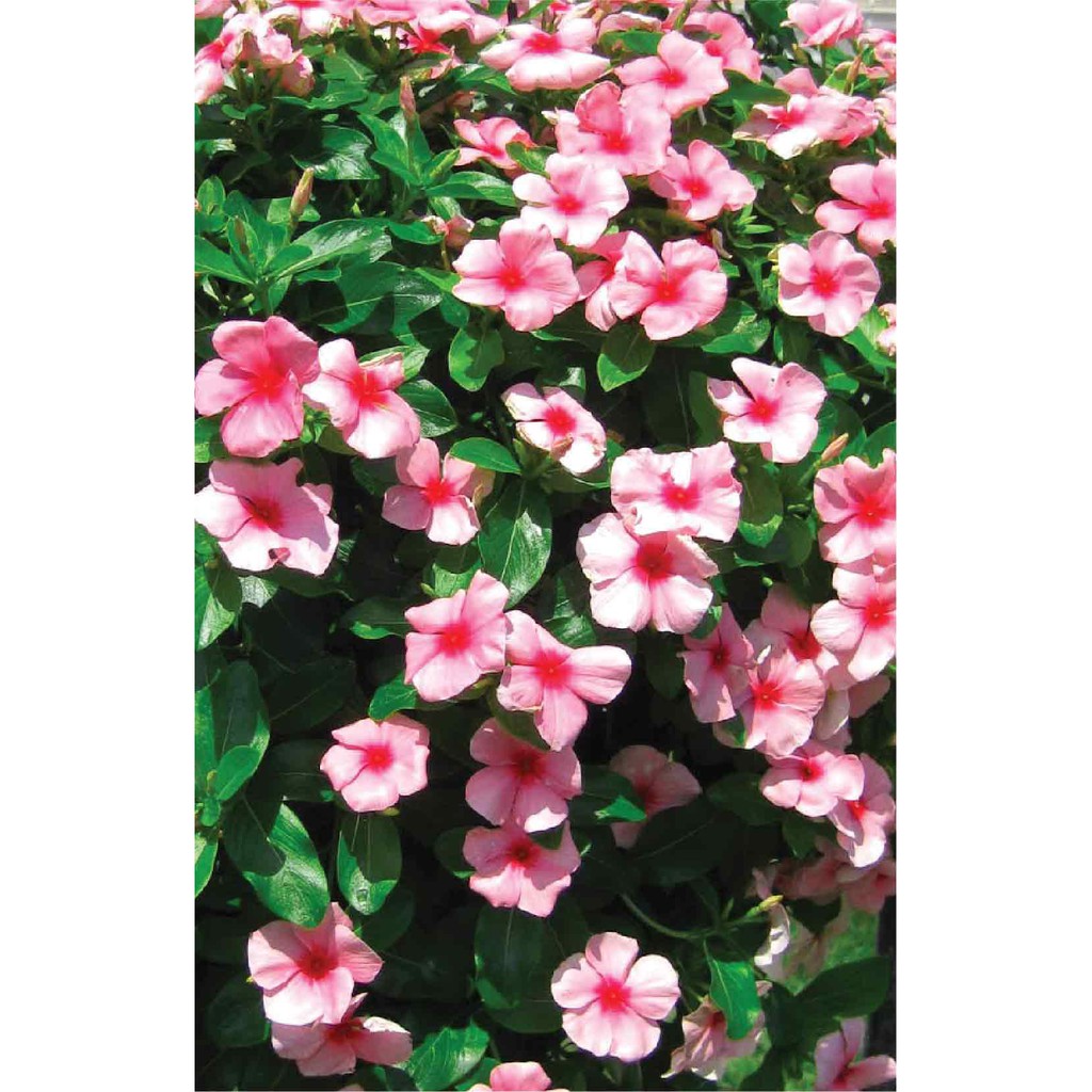 Dung Dịch Thủy Canh Cây Cảnh Hydro Umat L (Gồm 1 Chai)