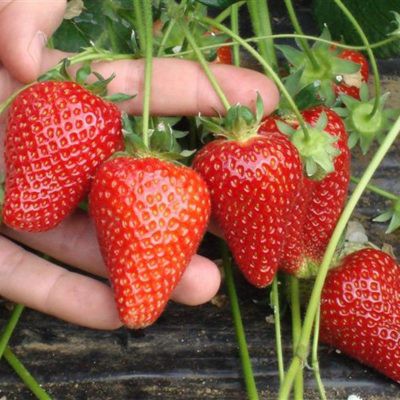 Hạt Giống Dâu Tây Gói 10 Hạt