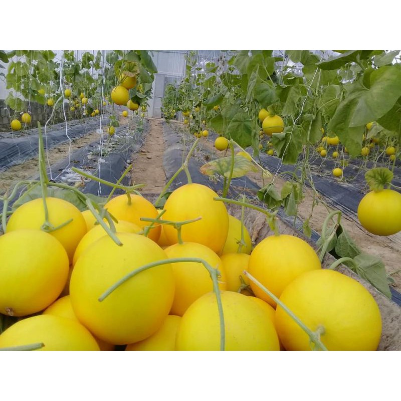 Hạt Giống Dưa Lê 10 hạt