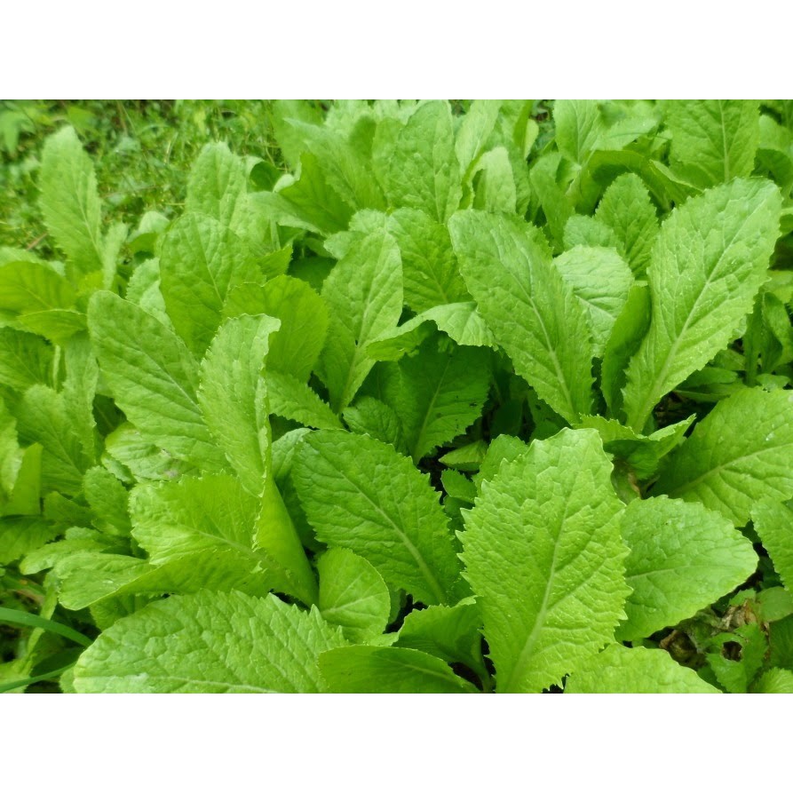 Hạt Giống Cải Bẹ Xanh (Cải Xanh Mỡ)