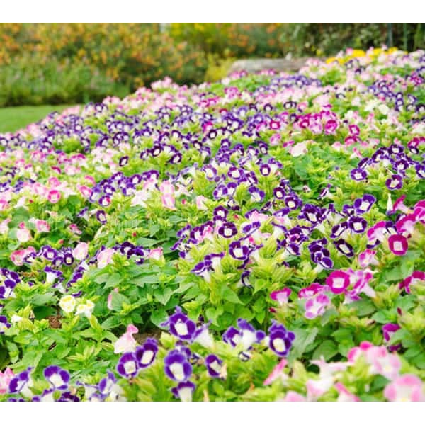 Hạt Giống Hoa Mắt Nai Mix 10H