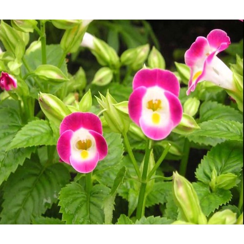 Hạt Giống Hoa Mắt Nai Mix 10H