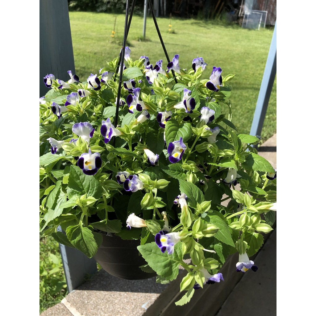 Hạt Giống Hoa Mắt Nai Mix 10H