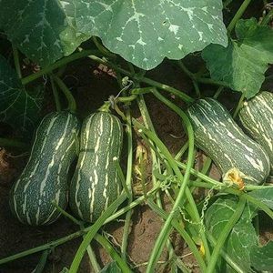 Hạt Giống Bí Đỏ Hạt Đậu F1 2G