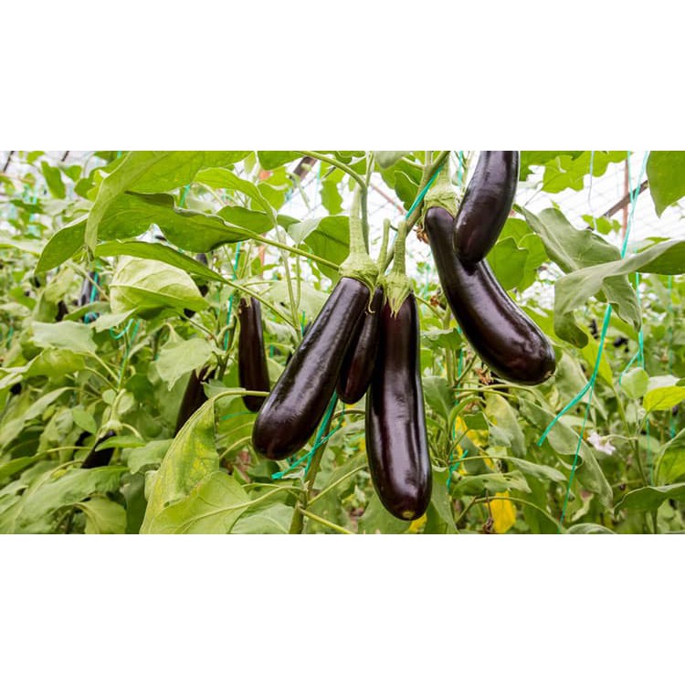 Hạt Giống Cà Tím F1 (Cà Nâu Cơm Xanh) 200Mg