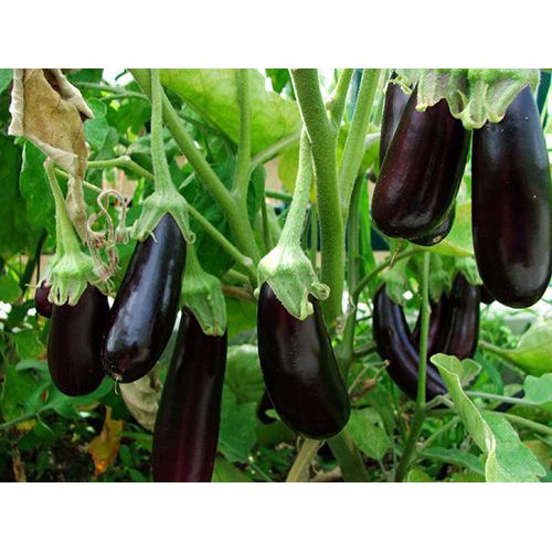 Hạt Giống Cà Tím F1 (Cà Nâu Cơm Xanh) 200Mg