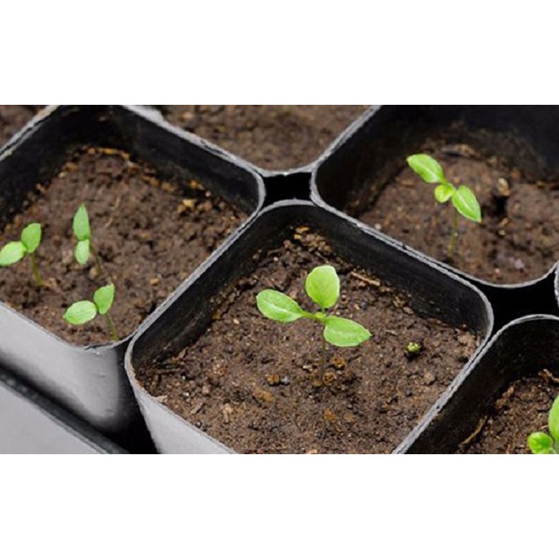 Hạt Giống Cà Tím F1 (Cà Nâu Cơm Xanh) 200Mg