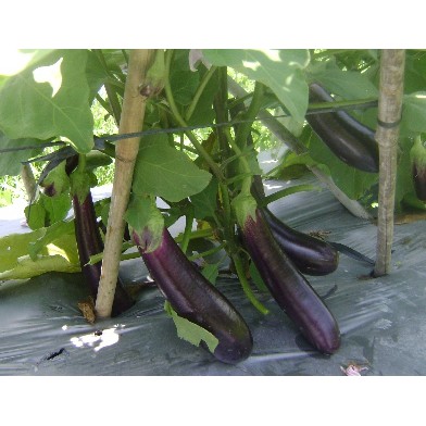 Hạt Giống Cà Tím F1 (Cà Nâu Cơm Xanh) 200Mg