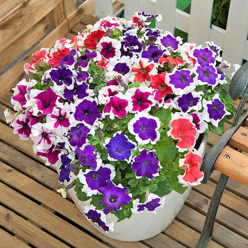 Hạt Giống Hoa Dạ Yên Thảo F1 Viền Mix 15H