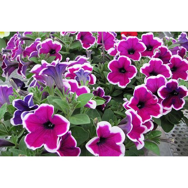 Hạt Giống Hoa Dạ Yên Thảo F1 Viền Mix 15H