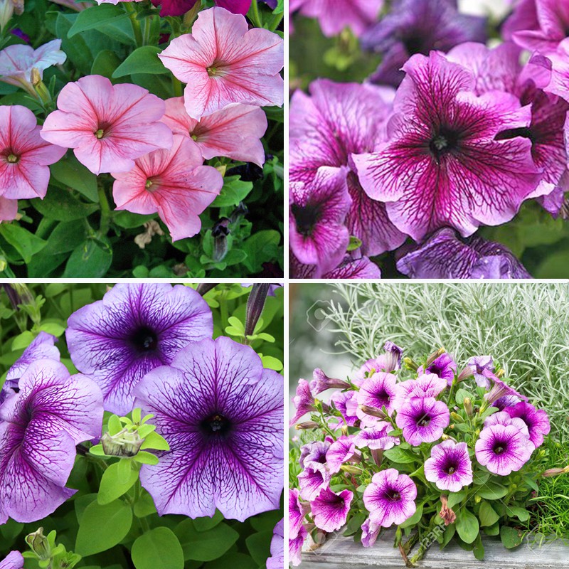 Hạt Giống Hoa Dạ Yên Thảo F1 Có Gân Mix 15H