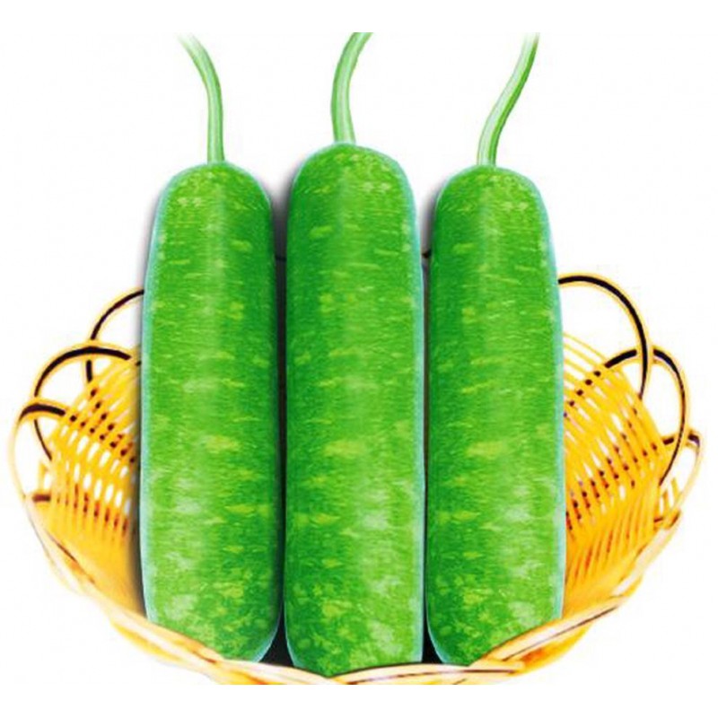 Hạt Giống Bầu Sao F1 1G