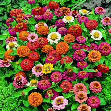 Hạt Giống Hoa Cúc Lá Nhám Dreamland Mix 5H