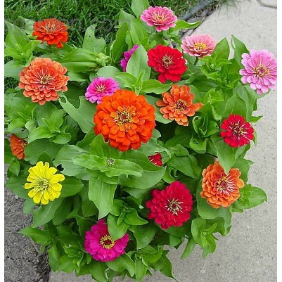 Hạt Giống Hoa Cúc Lá Nhám Dreamland Mix 5H