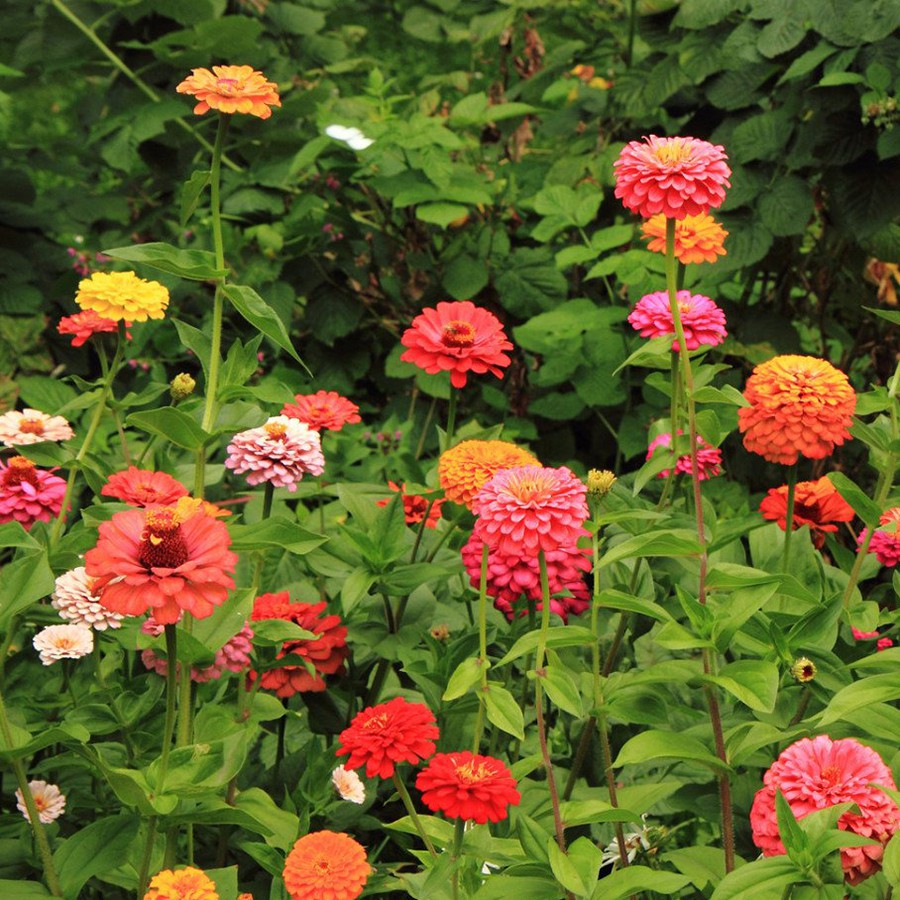 Hạt Giống Hoa Cúc Lá Nhám Dreamland Mix 5H