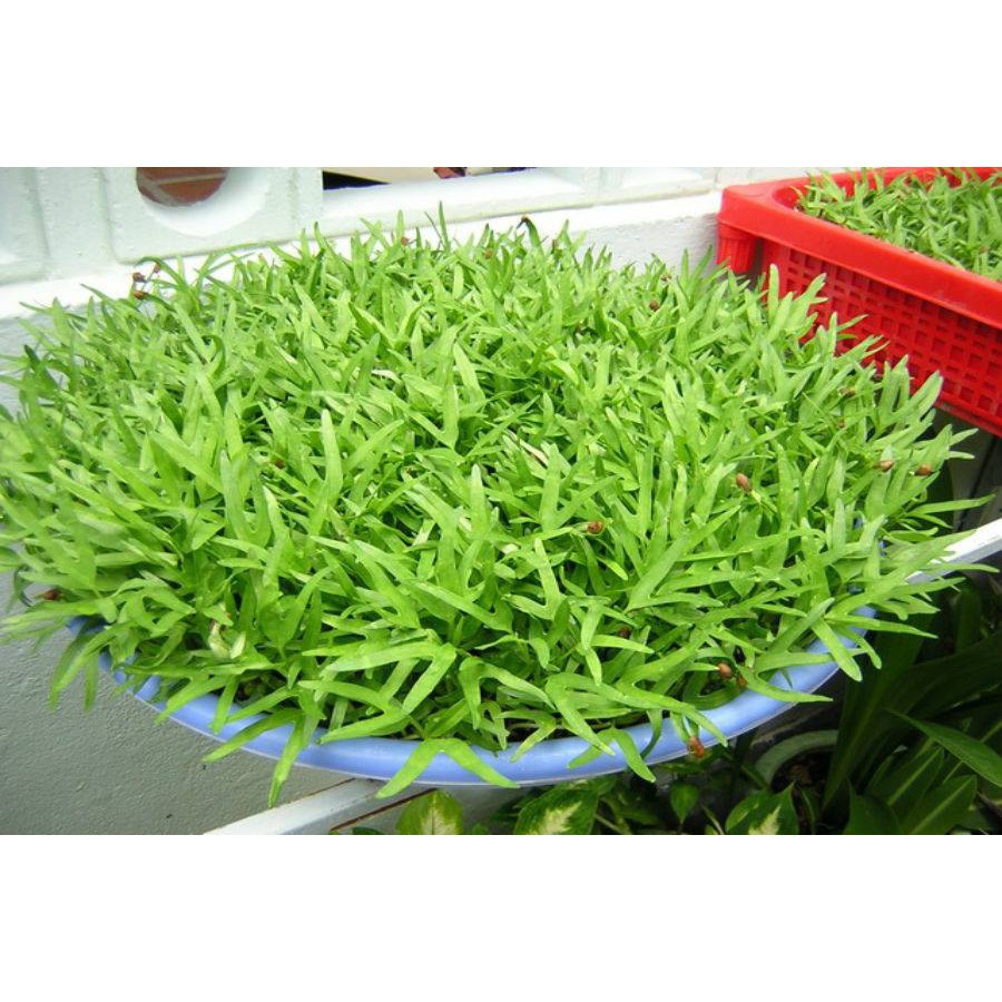 Hạt Giống Mầm Rau Muống 100G