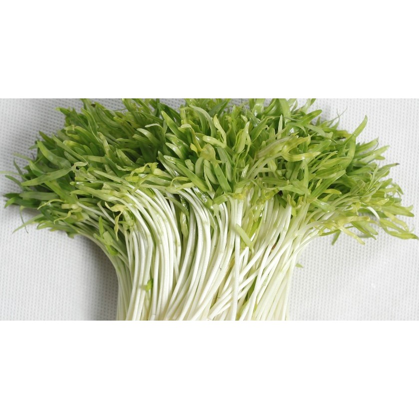 Hạt Giống Mầm Rau Muống 100G