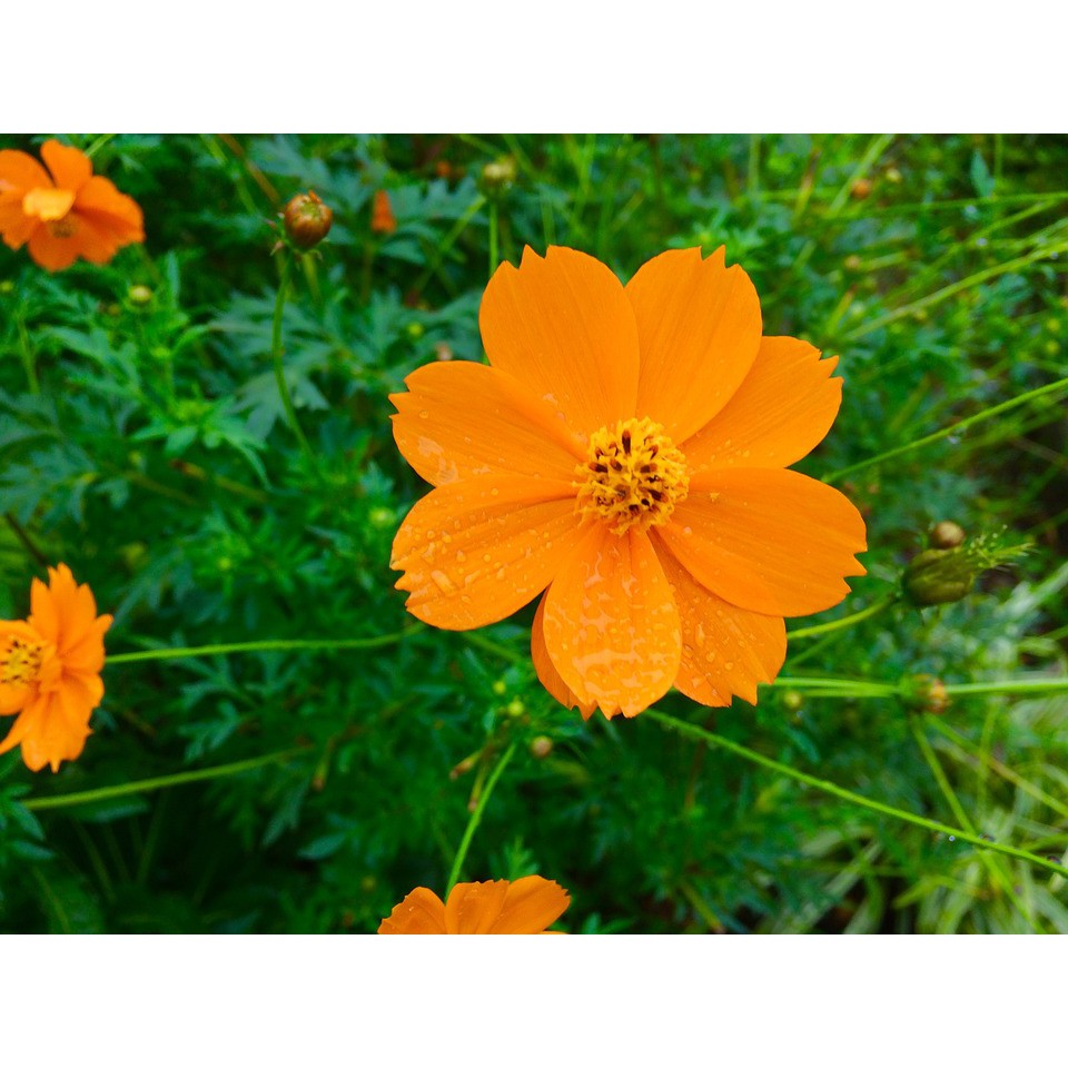 Hạt Giống Hoa Sao Nhái Cam Kép Lùn 20H