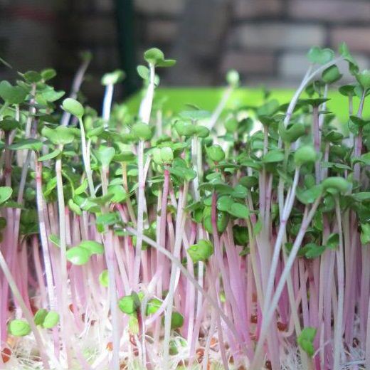 Hạt Giống Rau Mầm Củ Cải Đỏ 30G