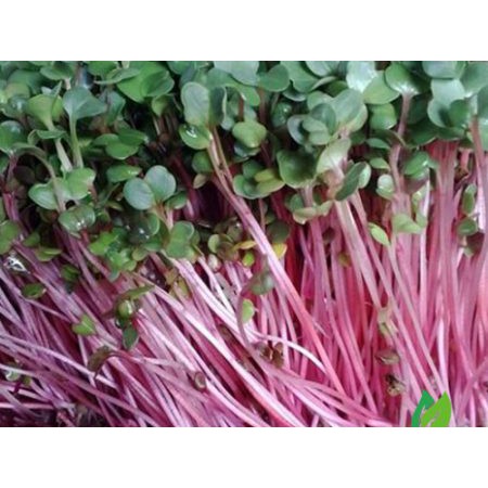 Hạt Giống Rau Mầm Củ Cải Đỏ 30G