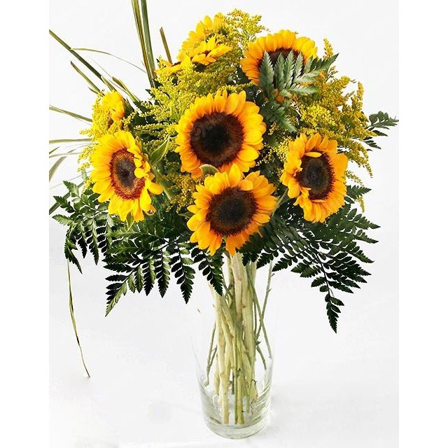 Hạt Giống Hoa Hướng Dương Valentino 10H