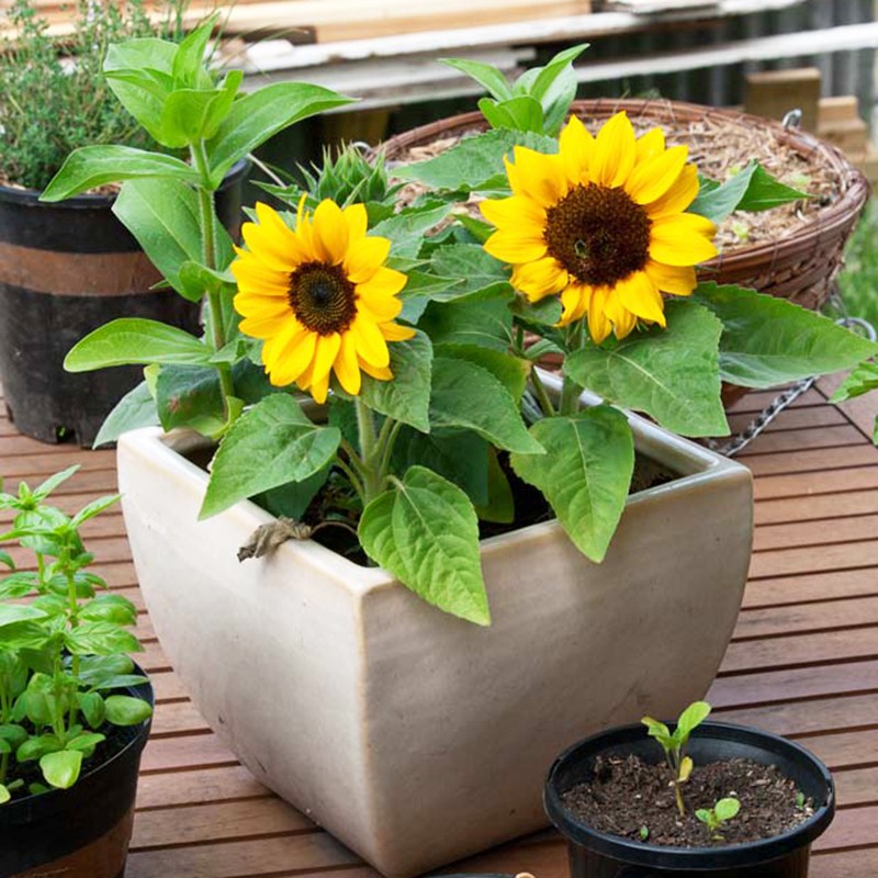 Hạt Giống Hoa Hướng Dương Valentino 10H