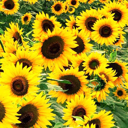 Hạt Giống Hoa Hướng Dương Valentino 10H