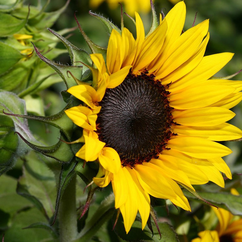 Hạt Giống Hoa Hướng Dương Valentino 10H