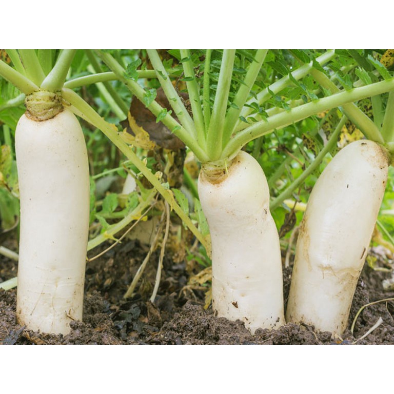 Hạt Giống Củ Cải Trắng 55 Ngày