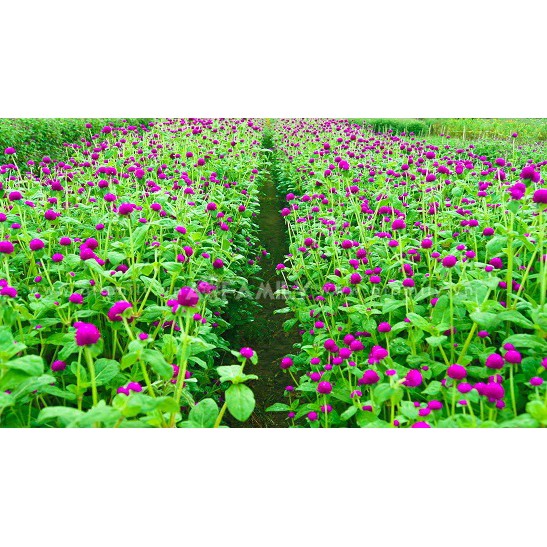 Hạt Giống Hoa Cúc Nút Áo Mix 500Mg